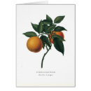 Recherche de orange amère Botanique
