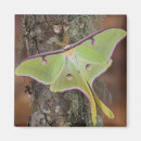 Recherche de soie magnets Papillon