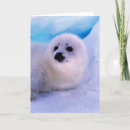 Search for baby seals cards Seal pup