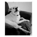 Search for howling dog posters Grey