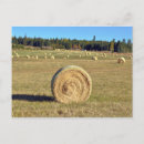 Search for bale postcards Farming
