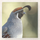 Recherche de queue dessous de verres Oiseaux