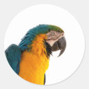 Recherche de macaw autocollants Coloré