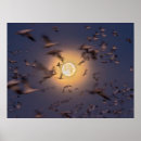 Search for bosque del apache posters Jaynes gallery