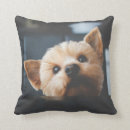 Recherche de chiot de terrier de yorkshire Noir
