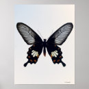 Search for butterfly on black posters Cute