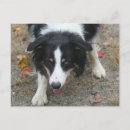Search for border collie postcards Photography