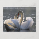 Recherche de gracieux cartes postales Cygnes