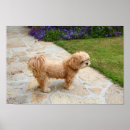Search for lhasa posters Apso