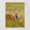 Search for love foxes postcards Wildlife