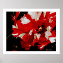 Recherche de tulipe perroquet art Tulipes