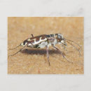 Recherche de scarabee cartes postales Faune
