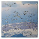 Search for migrate tiles Bird