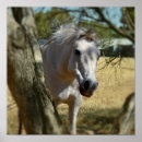 Search for white horses posters Grey
