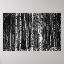Search for birch bark posters Nature