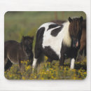 Recherche de cheval miniature tapis souris Poulain de jument