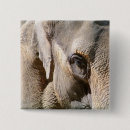 Search for elephant buttons Zoo