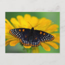 Search for zinnia flower postcards Yellow