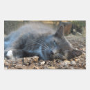 Search for sleepy cat labels animals