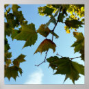 Recherche de vert clair posters Jaune