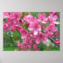 Search for cherry fruit posters Nature