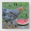 Search for chicken clocks Farm