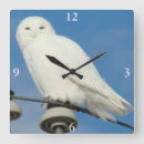 Search for owl wall Raptors