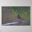 Search for perching bird posters Birds