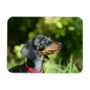 Search for short haired miniature dachshund magnets Bob and pam langrish