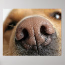 Search for dog nose art Horizontal