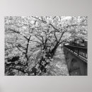 Search for white cherry blossom tree posters Nature