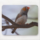 Search for finch Pattern