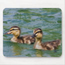 Search for ducklings mousepads Nature