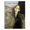 Search for mermaid notebooks Beach