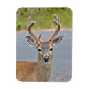 Search for buck deer magnets Antlers