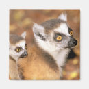 Search for reserved magnets Animal