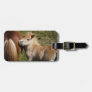 Search for foal accessories Haflinger