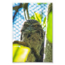 Search for brown owl posters Green