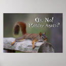 Search for funny squirrel posters Cute