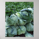 Search for cabbage posters Food