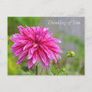 Search for think pink photography Flower