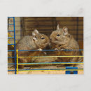 Recherche de cage cartes postales Rongeur