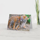 Recherche de sibériennes de chat cartes vœux cartes Tigre