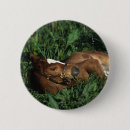 Search for lying down buttons Foal