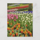 Recherche de keukenhof cartes postales Fleur