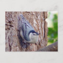 Search for white breasted nuthatch postcards Animal