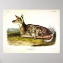Search for odocoileus art Fawn