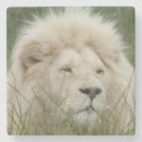 Search for big cats coasters Green