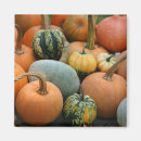 Recherche de courge magnets Orange