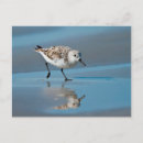 Search for sanderling Calidris alba